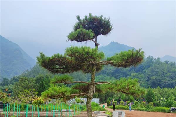 西安九龍山公墓提供的立碑服務(wù)有哪些特點(diǎn)？