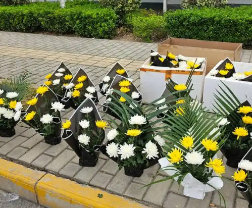 公墓二排六號好不好？